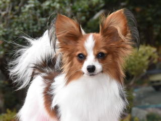 パピヨン専門ブリーダーハッピーベルドリームの天使達